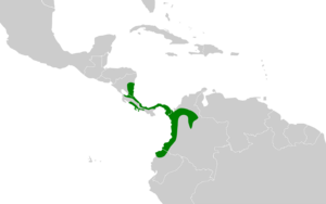 Xiphorhynchus lachrymosus map.svg