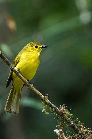 Yellow-browed bulbul.jpg