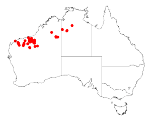 Acacia ptychophyllaDistMap728.png