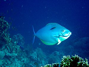 Acanthurus mata.jpg