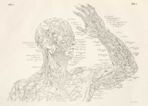 Antommarchi Annotated Anatomical Drawing