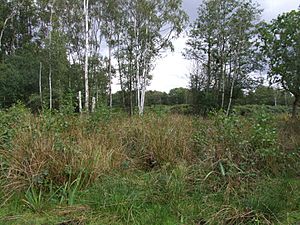 Askham Bog (geograph 2061146).jpg