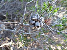 Beaufortia aestiva (fruits)