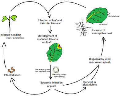 Black rot lifecycle