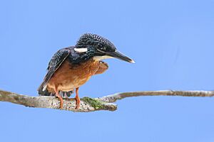 Blyth's kingfisher.jpg