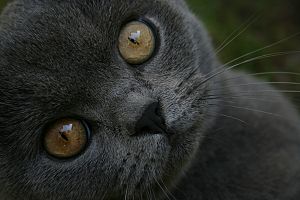 British blue close up