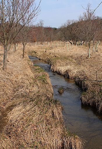 Broad Run looking upstream.jpg