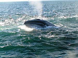 Bryde's Whale - Auckland, New Zealand