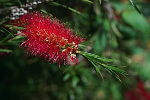 Callistemon subulatus.jpg