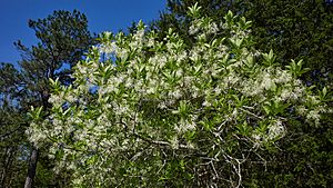 Chionanthus virginicus Arkansas.jpg