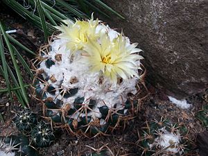 Coryphantha pycnacantha 03.jpg