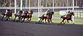 Course trot Vincennes