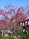 Crataegus viridis 'Winter King'.jpg