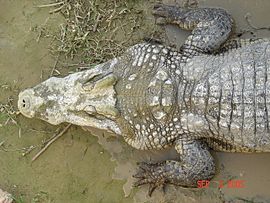 Crocodile