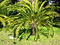 Encephalartos longifolius02