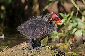 Eurasian coot (Fulica atra) juvenile