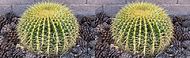 Golden Barrel Cactus (3D Crossview)