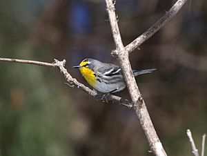 Grace's Warbler.jpg