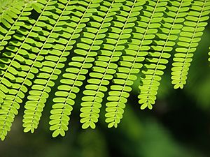 Gulmohar leaves closeup