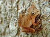 An orange frog clings to the side of a tree