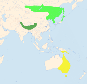 HirundapusCaudacutusDistribution.png