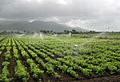 Irrigation through sprinkler