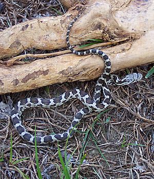 Juvenile ratsnake crop