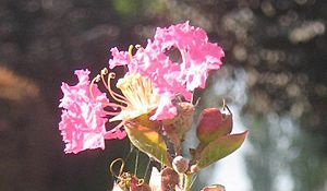 Lagerstromia bloom