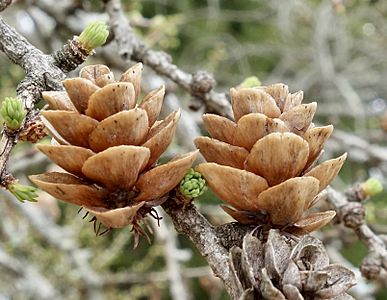 Larix laricina old cones