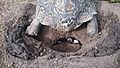 Leopard tortoise closing hole