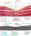 Macula Histology OCT