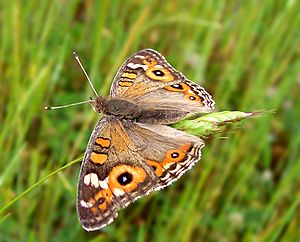 Meadow Argus02