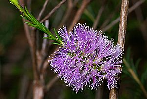 Melaleuca diosmatifolia flowers.jpg