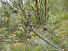 Melaleuca holosericea (fruits)