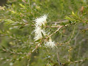 Melaleuca squamophloia leaves and flowers.jpg