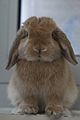 Miniature Lop - Front View