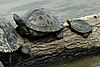 Mississippi map turtles (Graptemys pseudogeographica kohnii), adult female left, adult male right, in situ, Liberty County, Texas