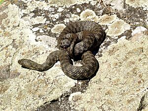 Natrix tessellata Rheinland-Pfalz 02.jpg