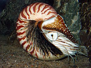 Nautilus-JB-01.jpg