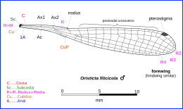 Oristicta filicicola wing 0417