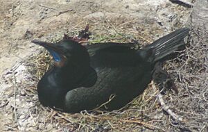 Phalacrocorax penicillatus 1