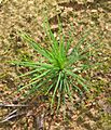 Pinus syvestris seedling