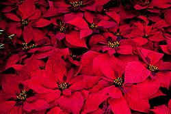 Poinsettia (5843430096)