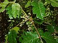 Poison-oak-flowering