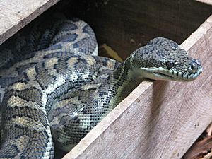 Python Australia Zoo