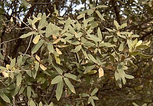 Quercus grisea 00b (homeredwardprice).jpg