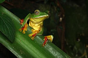 Rhacophorus malabaricus wayanad.jpg