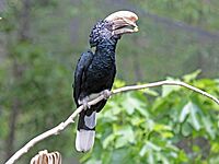 Silvery-cheeked Hornbill RWD3