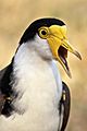 Spur-Winged-Plover