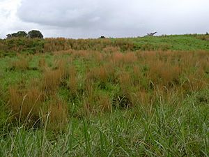 Starr 031118-0122 Andropogon virginicus.jpg